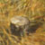 <walking around taking a glance at ground - of autume mountain>, 2000